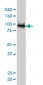 UBE3A Antibody (monoclonal) (M01)